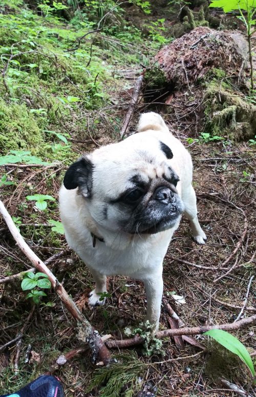 0   AC original_brightness(95.4) bright_enhenced_level(0.0) brightness_shift(1.4) brightness_high_level(207), contrast_enhanced_level(14.0) isOutdoor(0) meanY(80.2) meanU(126.1) meanV(119.7) U_std(8.4) V_std(13.9) FM0 CR0 Prmid2 mxDrkA0.35 mxBrtA0.21 mxPkNSat2.58 dr21.75 br4.77 wdr6.36 wbr2.86 sbr1.20 ldr26.99 lp38.0 [f0] 000000000bfalic 00000