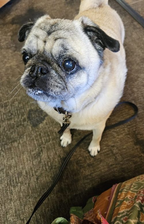 chewy with whip cream evidence - pug and pup cups